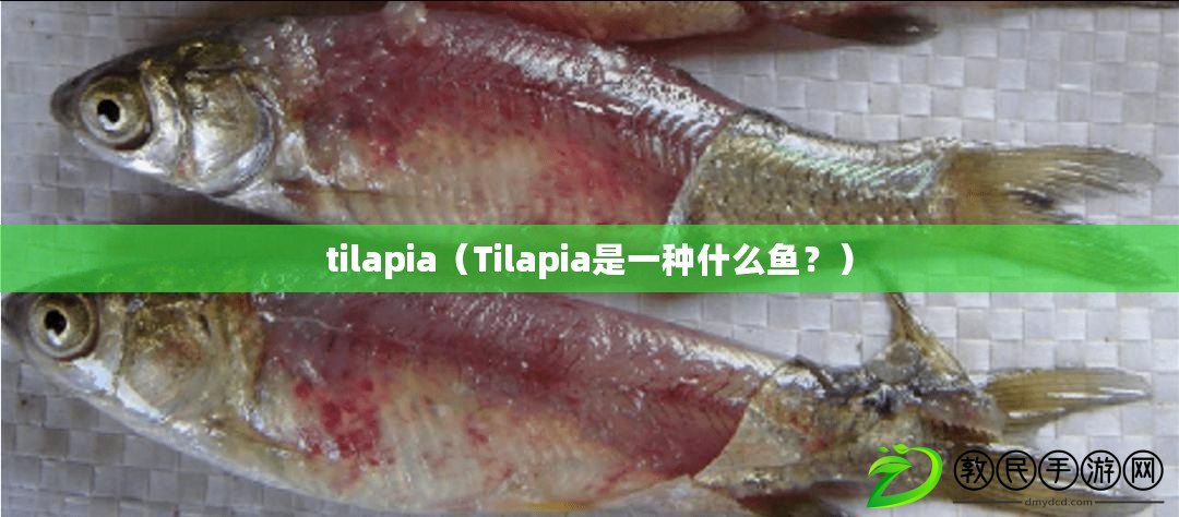 tilapia（Tilapia是一種什么魚？）