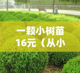 一顆小樹苗16元（從小苗到巨樹：生命的奇跡?。? title=