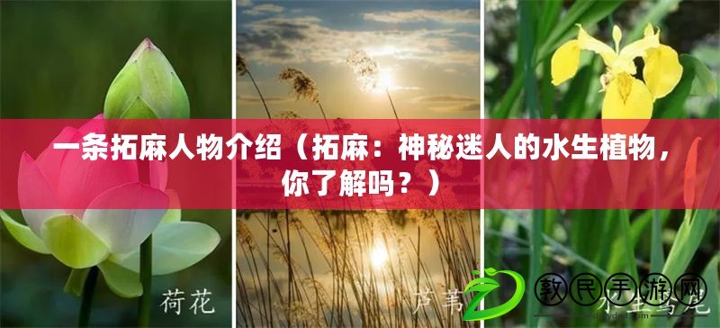 一條拓麻人物介紹（拓麻：神秘迷人的水生植物，你了解嗎？）