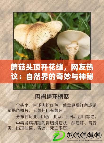 蘑菇頭頂開(kāi)花縫，網(wǎng)友熱議：自然界的奇妙與神秘之美！