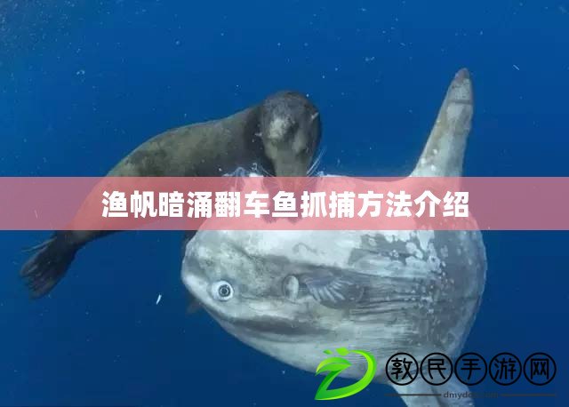 漁帆暗涌翻車魚抓捕方法介紹