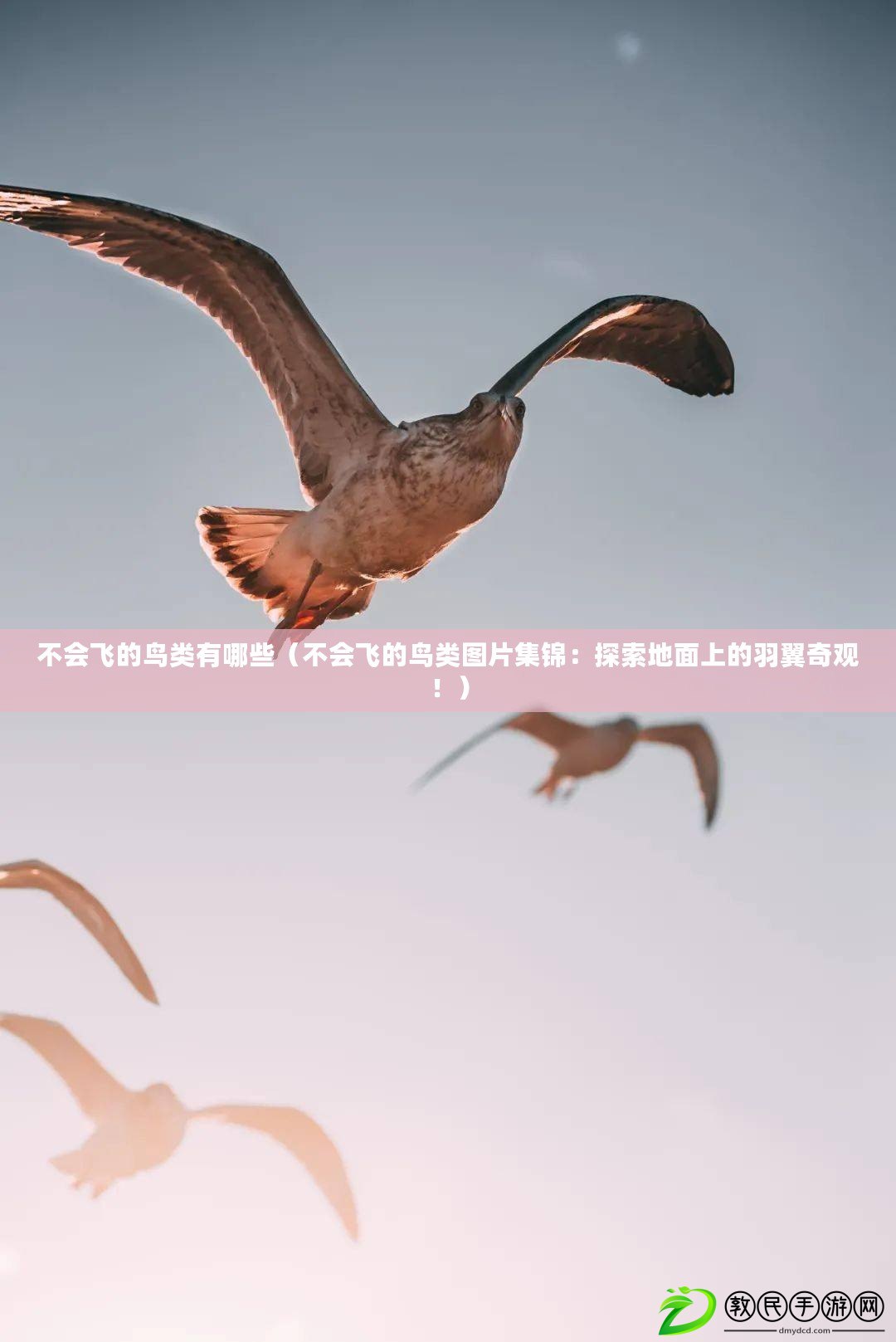 不會(huì)飛的鳥(niǎo)類(lèi)有哪些（不會(huì)飛的鳥(niǎo)類(lèi)圖片集錦：探索地面上的羽翼奇觀！）