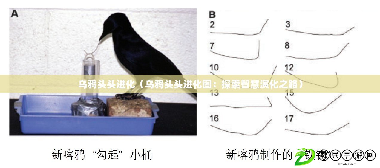 烏鴉頭頭進(jìn)化（烏鴉頭頭進(jìn)化圖：探索智慧演化之路）