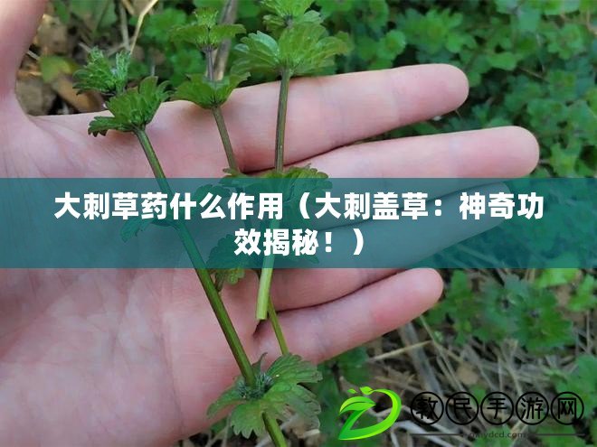 大刺草藥什么作用（大刺蓋草：神奇功效揭秘?。? title=