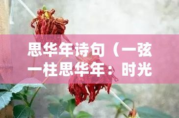 思華年詩(shī)句（一弦一柱思華年：時(shí)光如梭，歲月如歌）