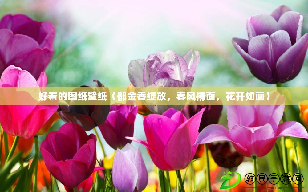 好看的圖紙壁紙（郁金香綻放，春風(fēng)拂面，花開(kāi)如畫(huà)）