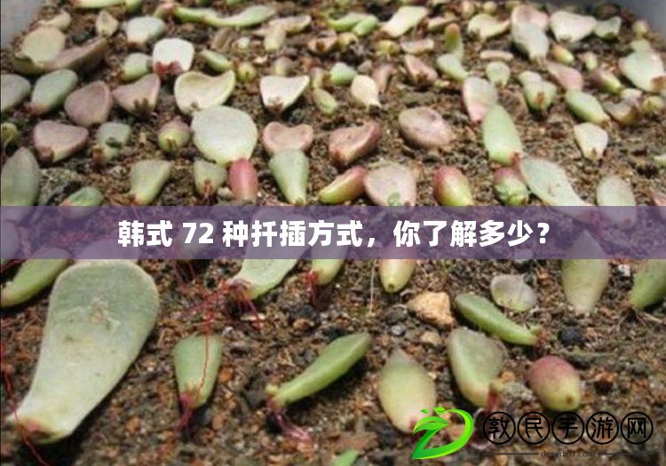 韓式 72 種扦插方式，你了解多少？