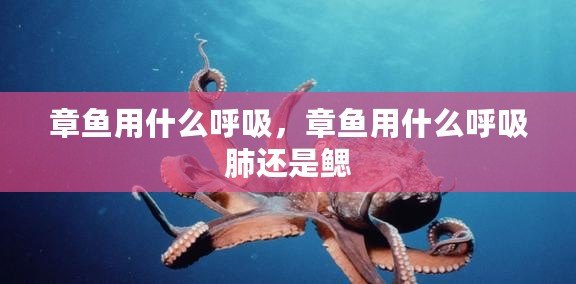 章魚用什么呼吸，章魚用什么呼吸肺還是鰓