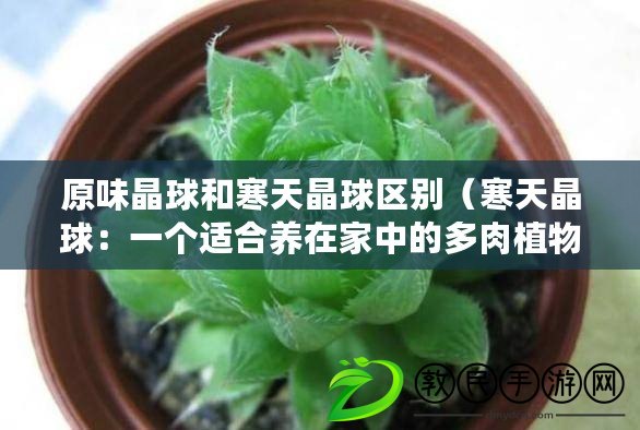 原味晶球和寒天晶球區(qū)別（寒天晶球：一個適合養(yǎng)在家中的多肉植物）