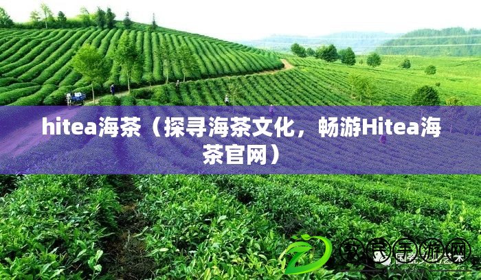 hitea海茶（探尋海茶文化，暢游Hitea海茶官網(wǎng)）