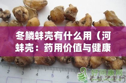 冬鱗蚌殼有什么用（河蚌殼：藥用價值與健康功效）