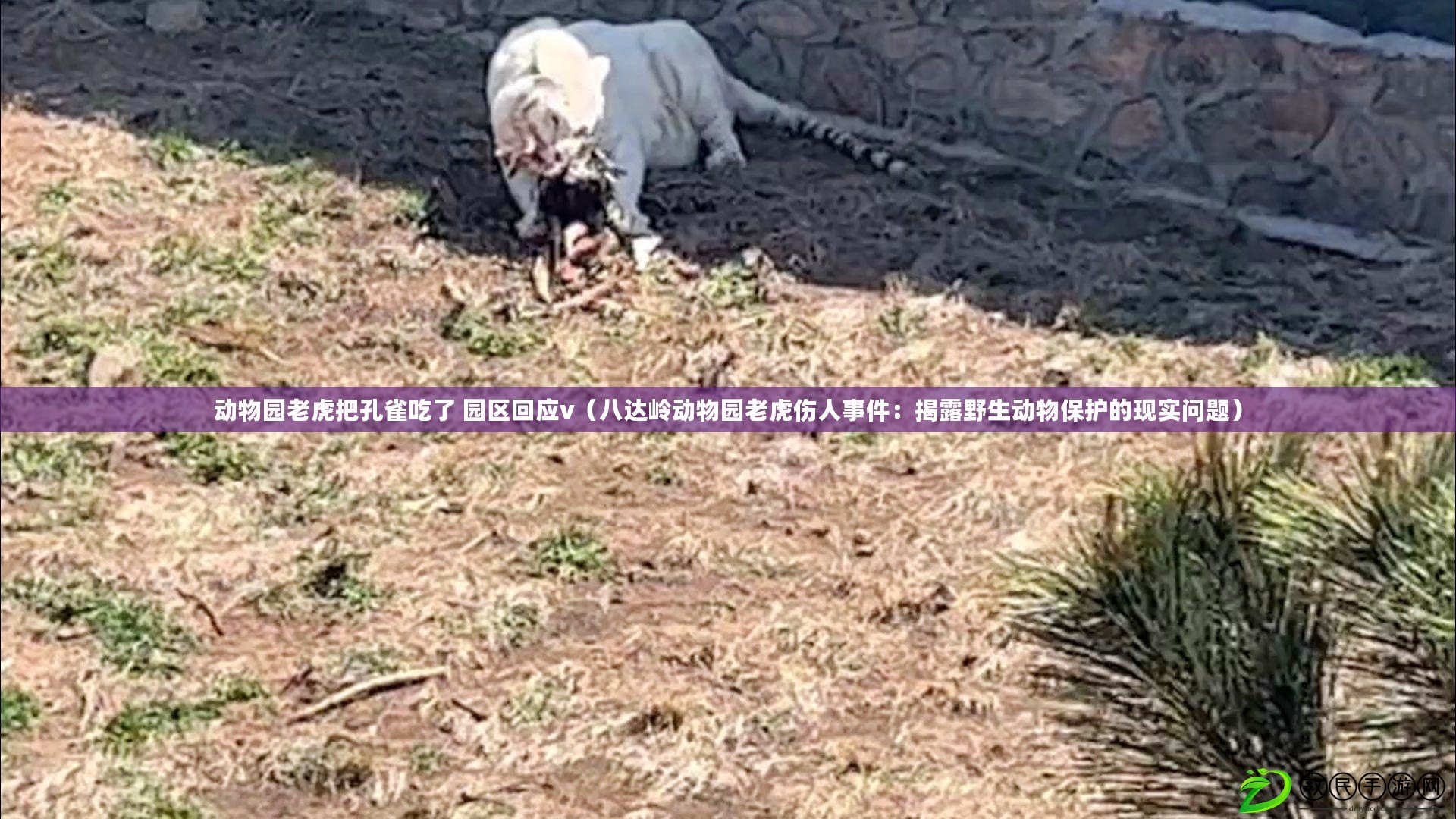 動物園老虎把孔雀吃了 園區(qū)回應(yīng)v（八達(dá)嶺動物園老虎傷人事件：揭露野生動物保護(hù)的現(xiàn)實(shí)問題）