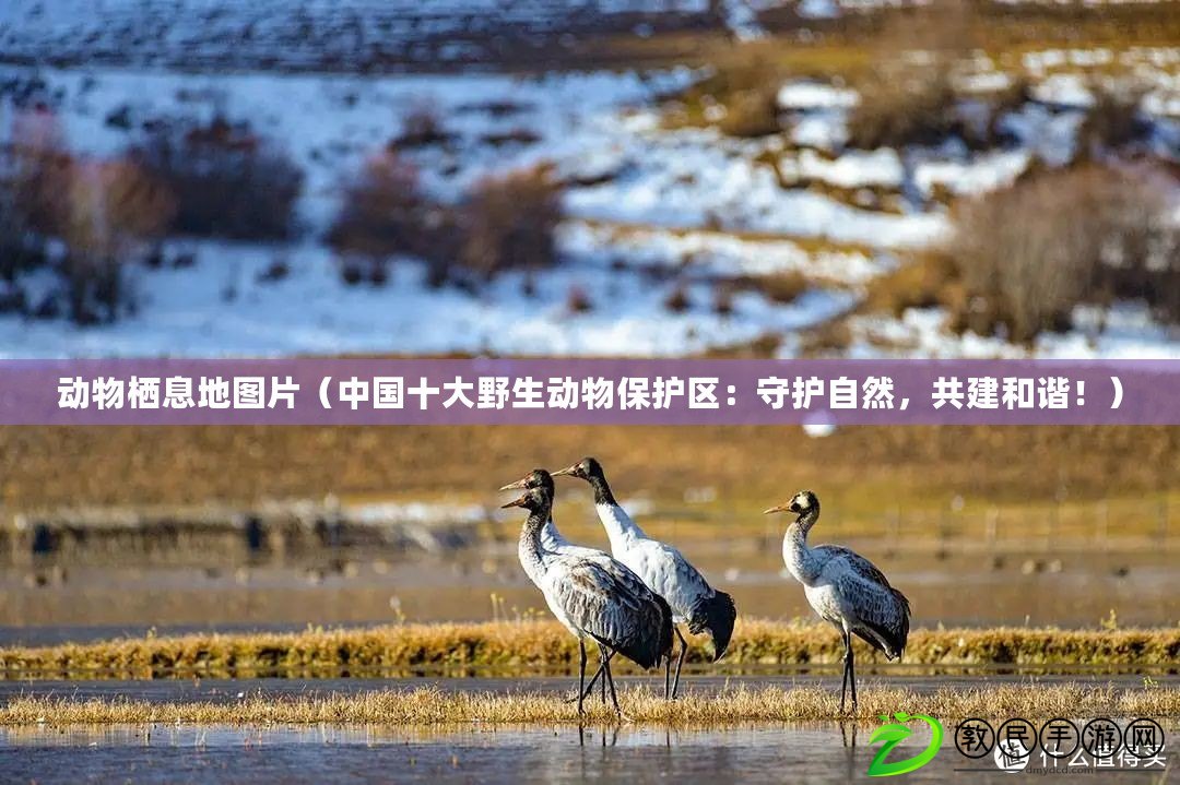 動物棲息地圖片（中國十大野生動物保護區(qū)：守護自然，共建和諧！）