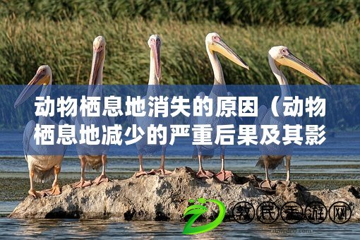 動物棲息地消失的原因（動物棲息地減少的嚴(yán)重后果及其影響）