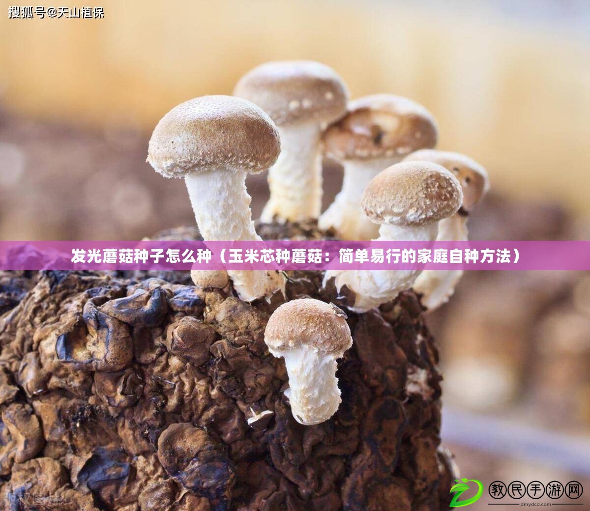 發(fā)光蘑菇種子怎么種（玉米芯種蘑菇：簡單易行的家庭自種方法）