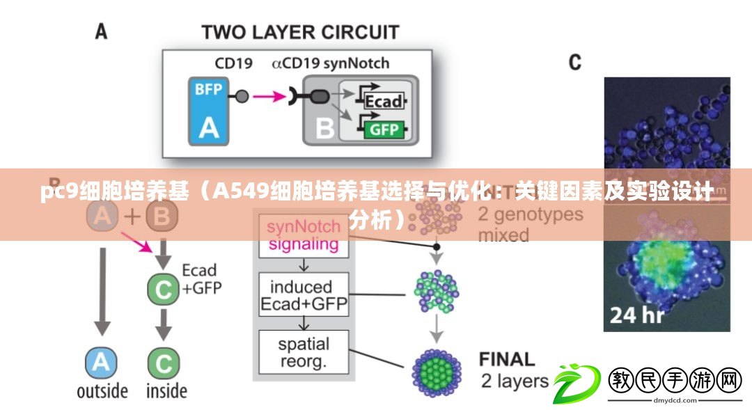 pc9細胞培養(yǎng)基（A549細胞培養(yǎng)基選擇與優(yōu)化：關鍵因素及實驗設計分析）