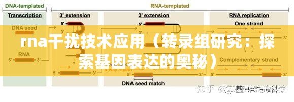 rna干擾技術(shù)應(yīng)用（轉(zhuǎn)錄組研究：探索基因表達(dá)的奧秘）