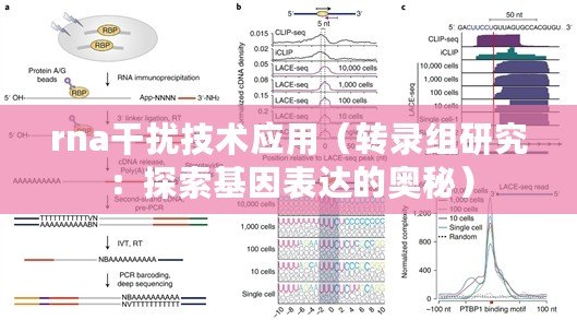 rna干擾技術應用（轉錄組研究：探索基因表達的奧秘）