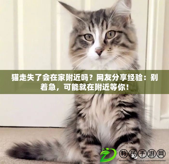 貓走失了會在家附近嗎？網(wǎng)友分享經(jīng)驗：別著急，可能就在附近等你！