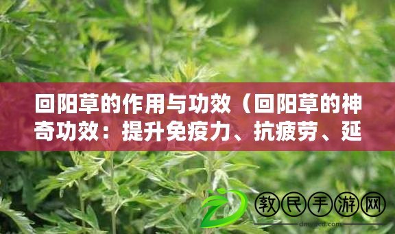 回陽(yáng)草的作用與功效（回陽(yáng)草的神奇功效：提升免疫力、抗疲勞、延緩衰老）