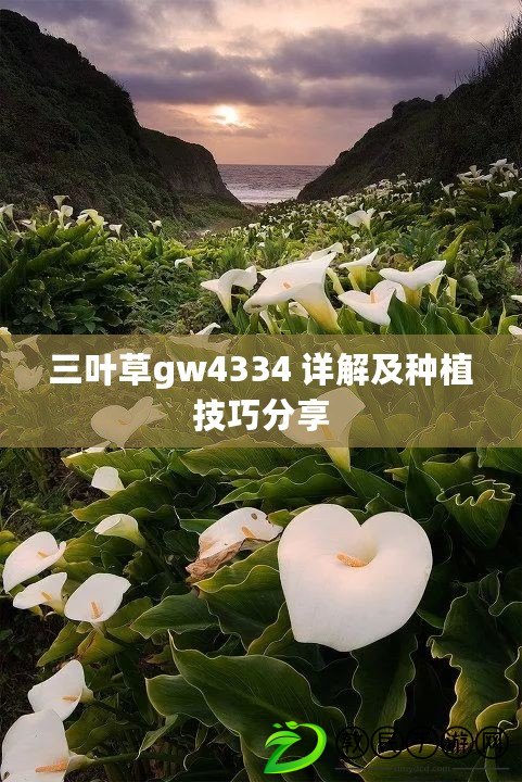 三葉草gw4334 詳解及種植技巧分享