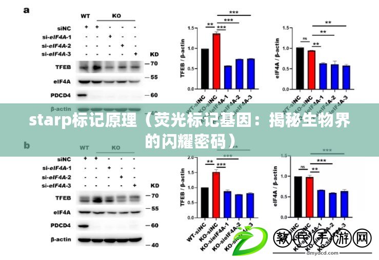 starp標記原理（熒光標記基因：揭秘生物界的閃耀密碼）